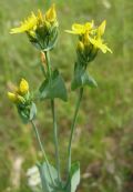 Blackstonia perfoliata